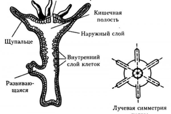 Кракен вход ссылка